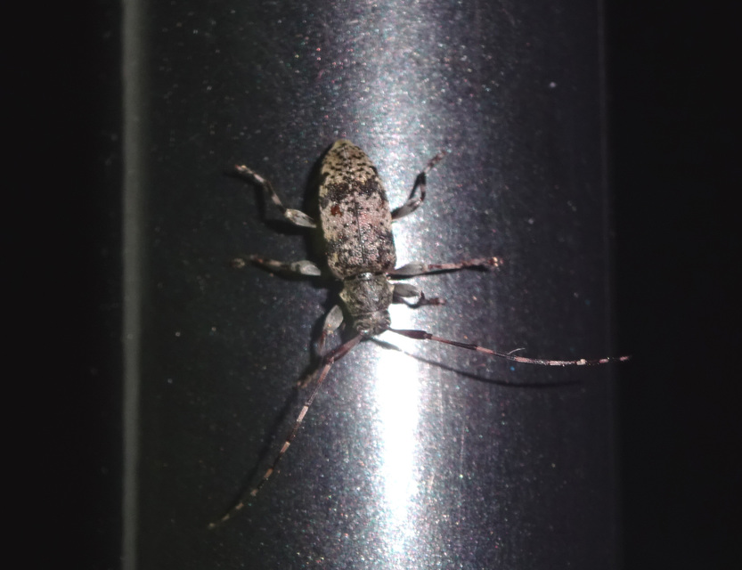 Leiopus nebulosus - öves gesztcincér