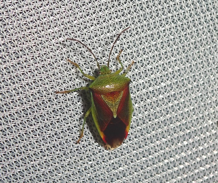 Acanthosomatidae - dajkapoloskák Acanthosomatidae - dajkapoloskák
