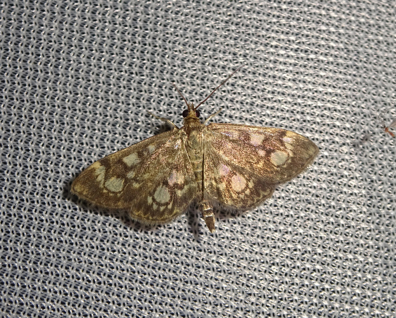 Anania coronata - koronás dudvamoly