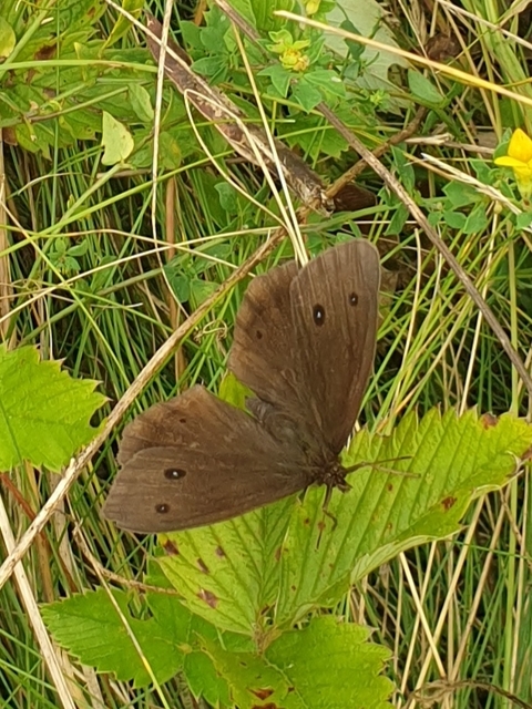Minois dryas - fekete szemeslepke