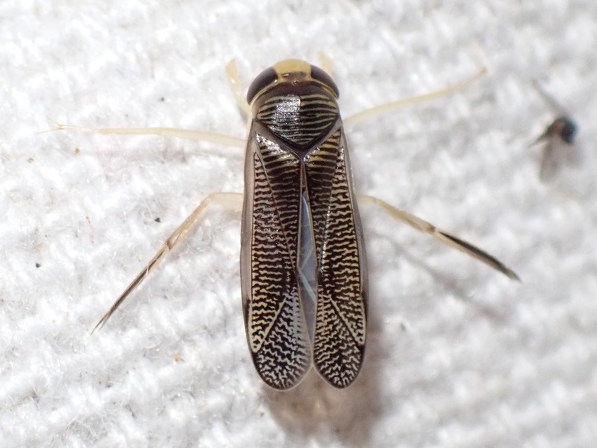 Corixidae - búvárpoloskák Corixidae - búvárpoloskák