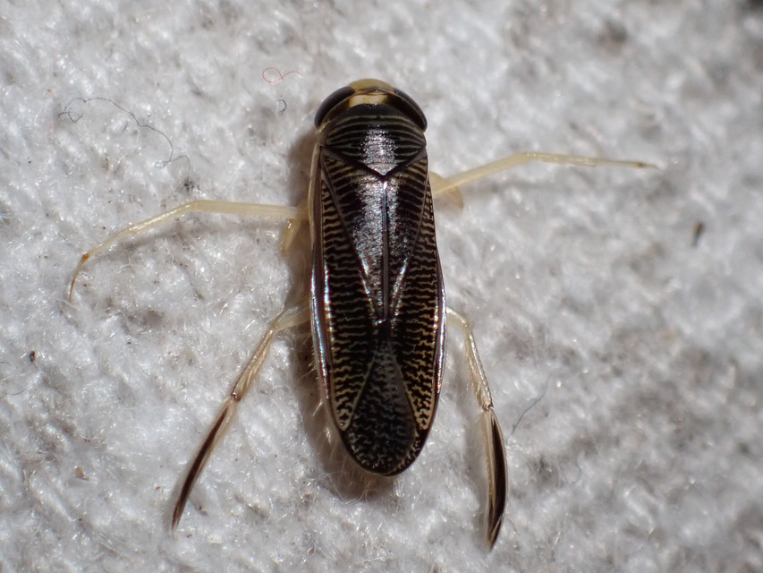 Corixidae - búvárpoloskák Corixidae - búvárpoloskák