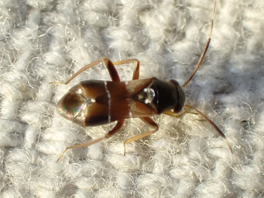 Pilophorus Pilophorus