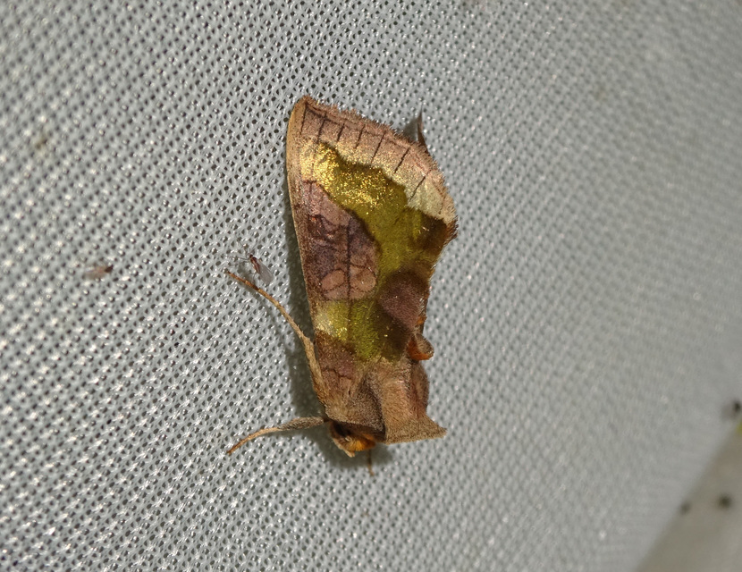Diachrysia chrysitis/stenochrysis