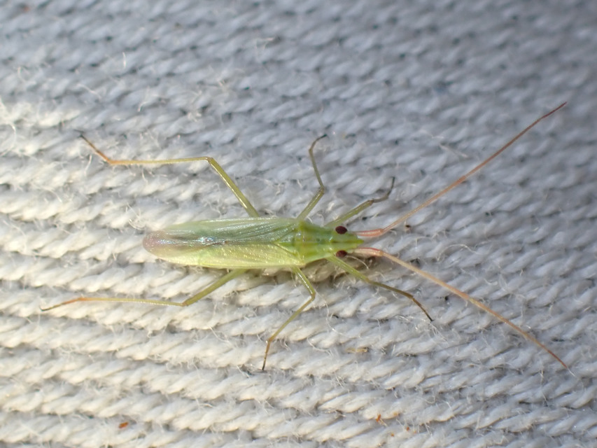 Trigonotylus