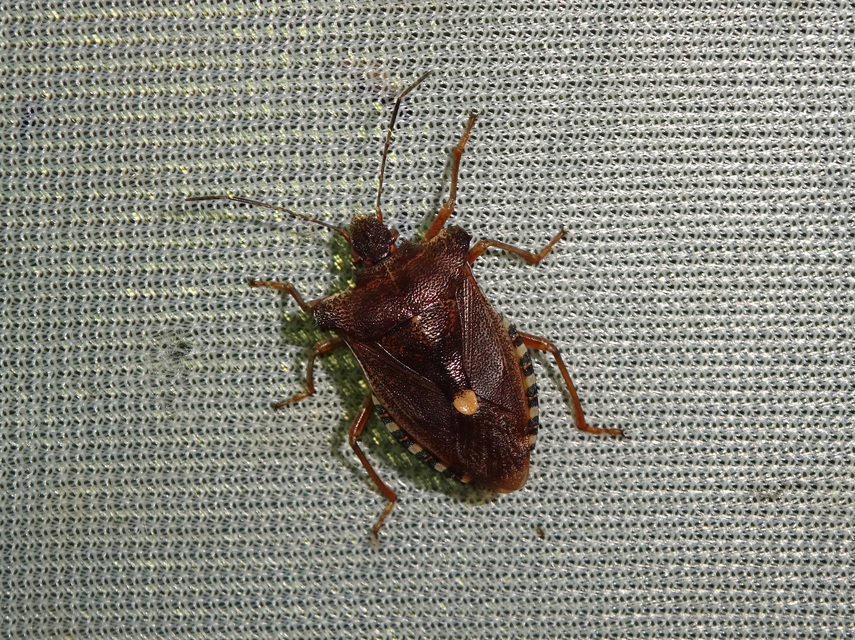 Pentatoma rufipes - vöröslábú címerespoloska Pentatoma rufipes - vöröslábú címerespoloska