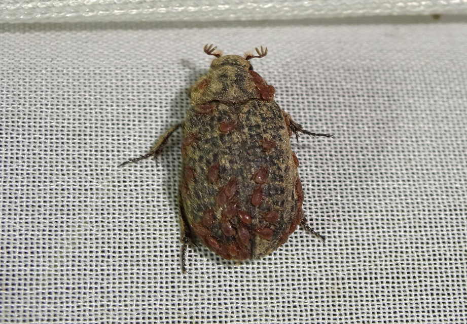 Trox cadaverinus - nagy irhabogár