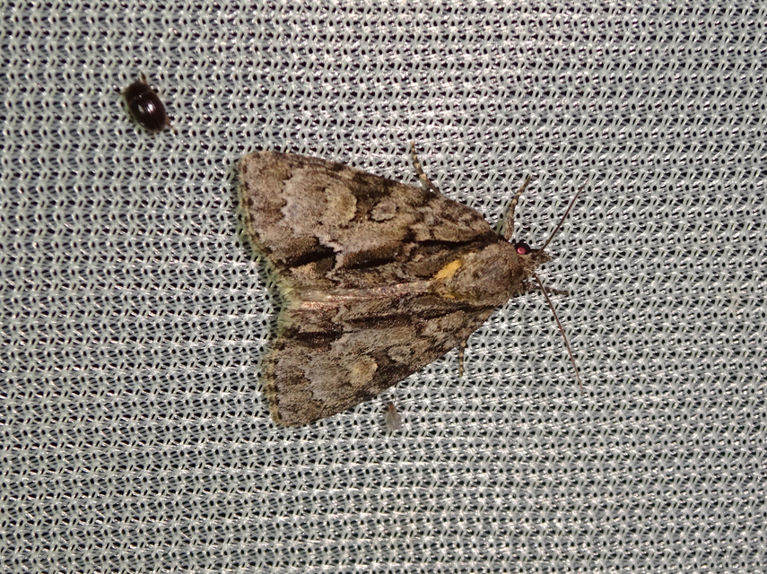 Acronicta strigosa - kis szigonyosbagoly