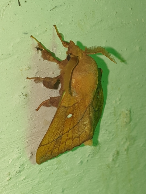 szilvafapohók - Odonestis pruni