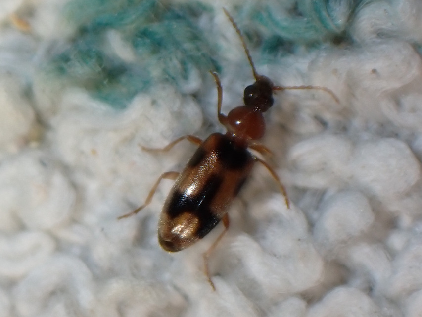 Notoxus monoceros - sárgahasú nyakszarvúbogár