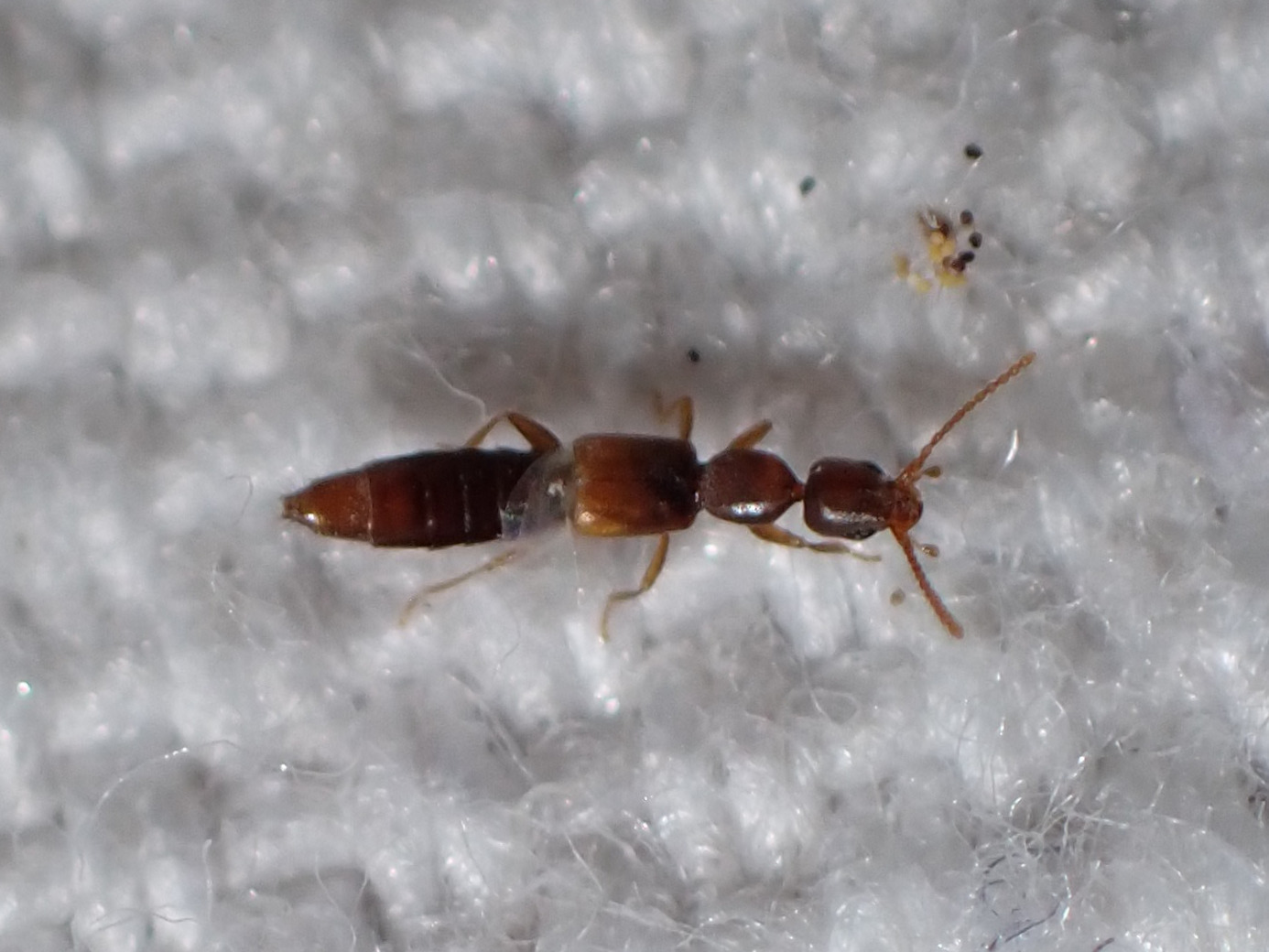 Scopaeus laevigatus - közönséges turzásholyva
