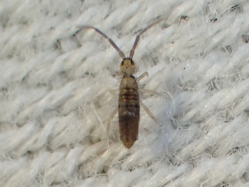 Collembola - Ugróvillások
