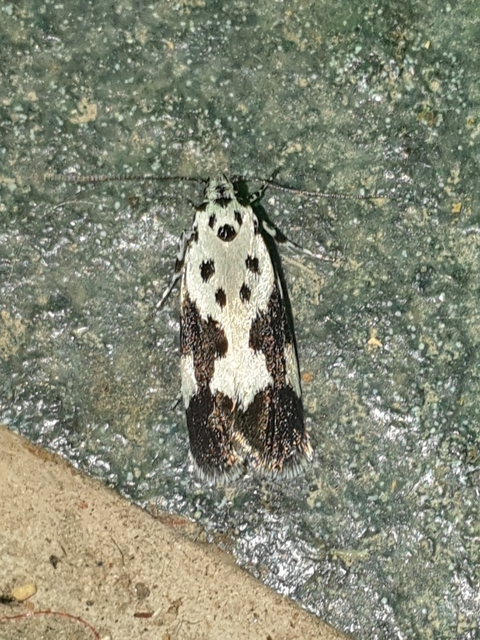 Ethmia quadrillella - gyászos feketemoly