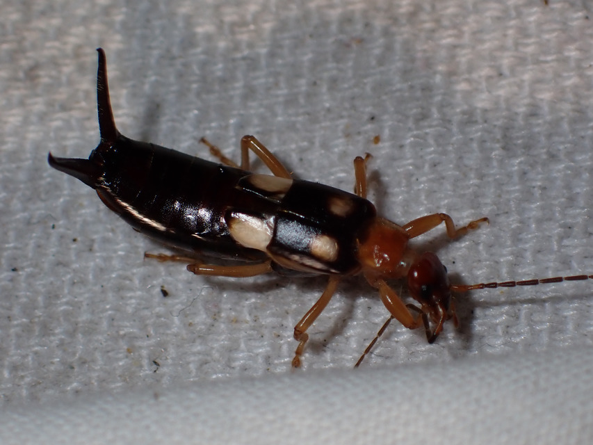 Forficula smyrnensis - szmirnai fülbemászó