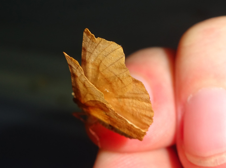 Selenia dentaria - kétfoltos holdasaraszoló
