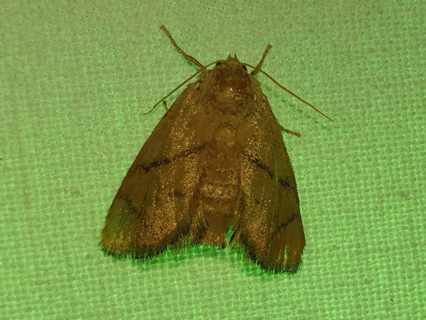 kagylólepke - Apoda limacodes