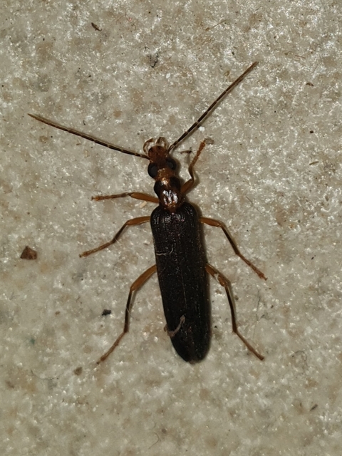 Nacerdes carniolica - karnóliai álcincér
