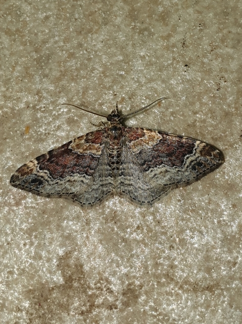 sávos tarkaaraszoló - Xanthorhoe spadicearia