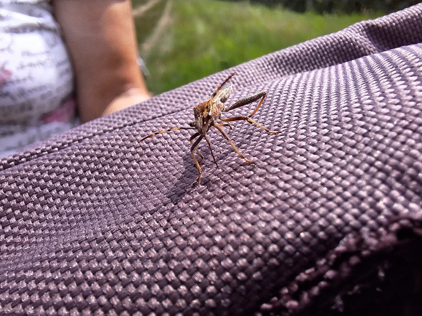 Camptopus lateralis - görbelábú karimáspoloska