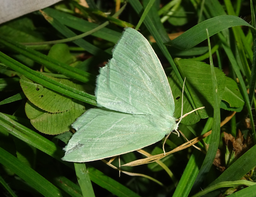 Hemistola chrysoprasaria - kékes zöldaraszoló