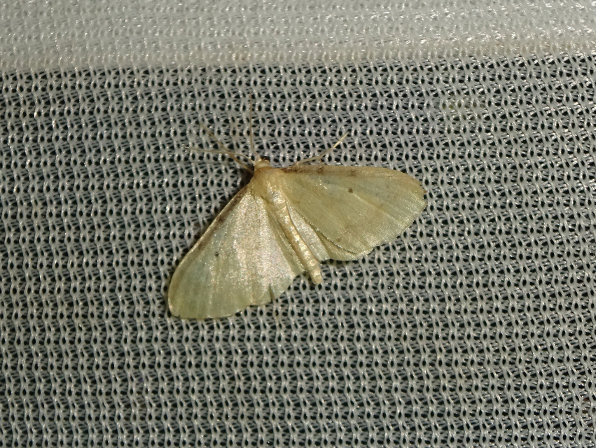 Idaea politaria - vonalas apróaraszoló