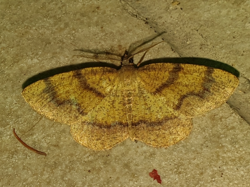 szemcsés araszoló - Plagodis pulveraria