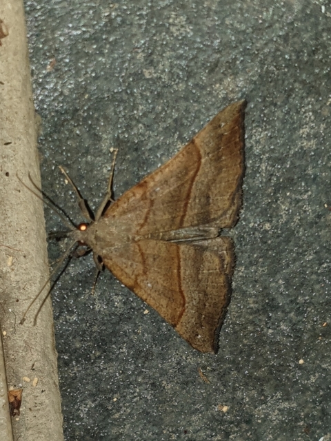 ormányos karcsúbagoly - Hypena proboscidalis