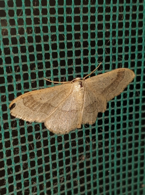 nagy sávosaraszoló - Idaea aversata