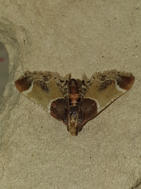 lisztilonca - Pyralis farinalis