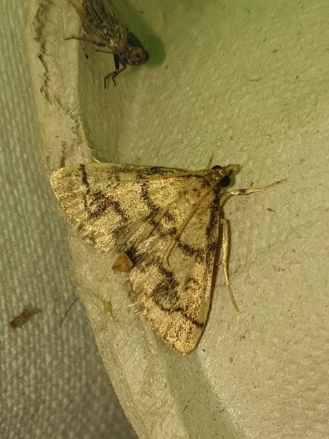 Metasia ophialis - kígyósávos tűzmoly