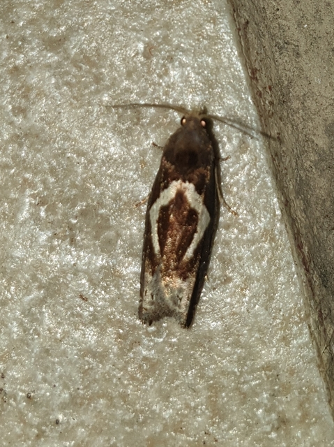 kampósfoltú tükrösmoly - Epiblema foenella