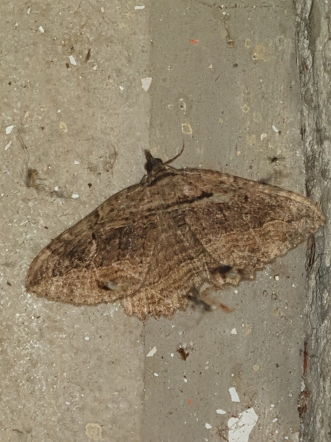 varjútövis-araszoló - Philereme transversata