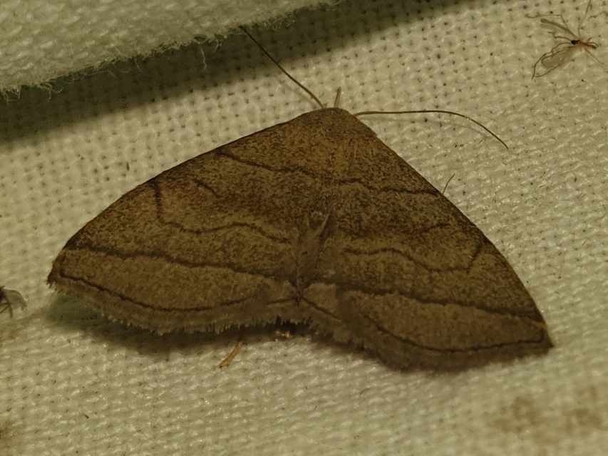 szőröslábú karcsúbagoly - Herminia tarsicrinalis