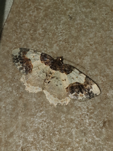 barna levélaraszoló - Ligdia adustata