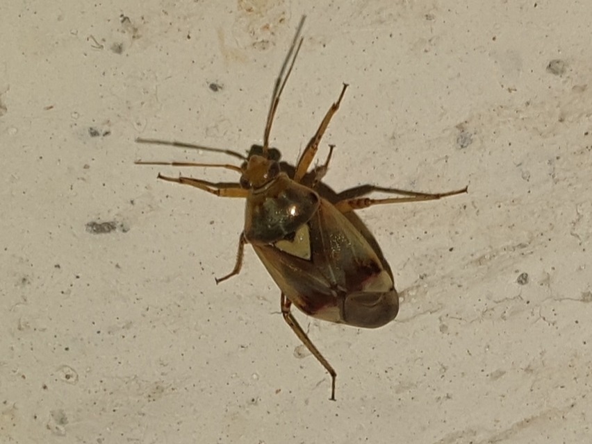 Lygus pratensis - változó mezeipoloska