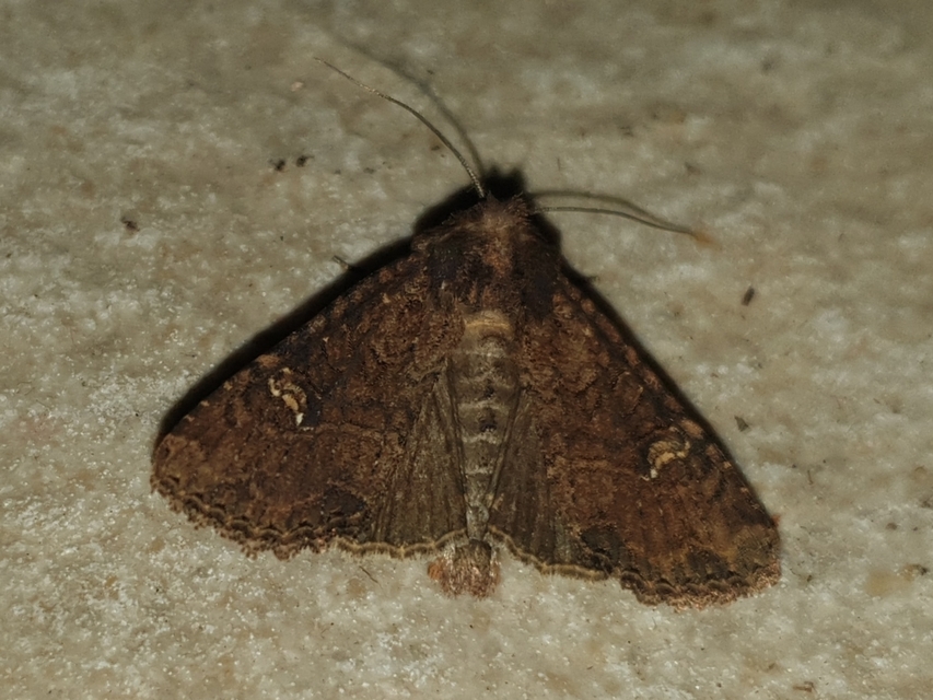 Mesapamea secalella/secalis