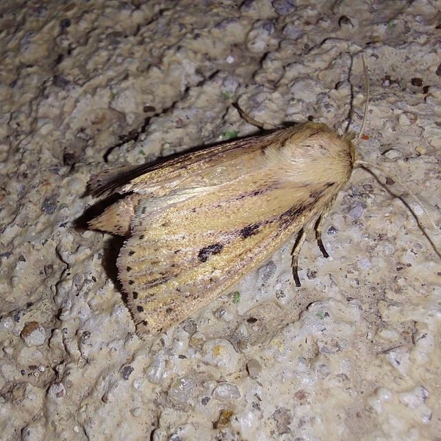 nagy nádibagoly - Globia sparganii