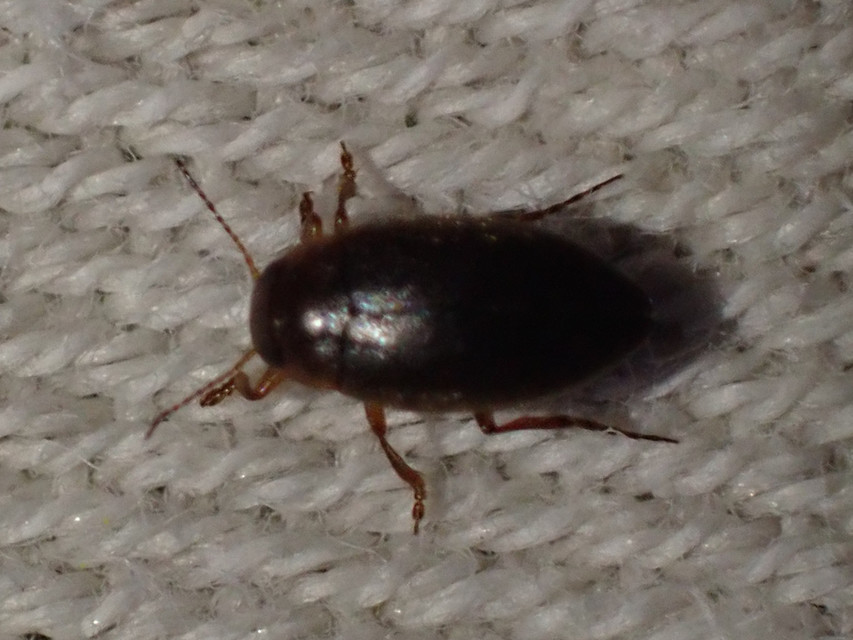 Hydroporus angustatus - karcsú kiscsíkbogár