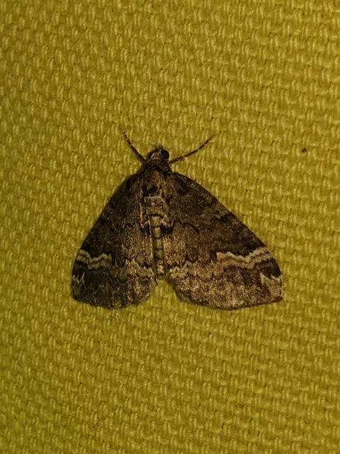 rövidsávos araszoló - Perizoma lugdunaria