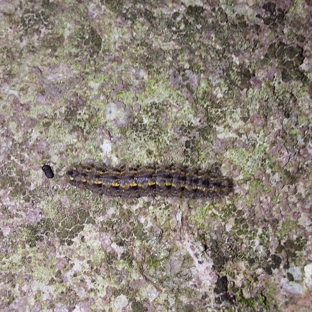 déli zuzmószövő - Eilema caniola