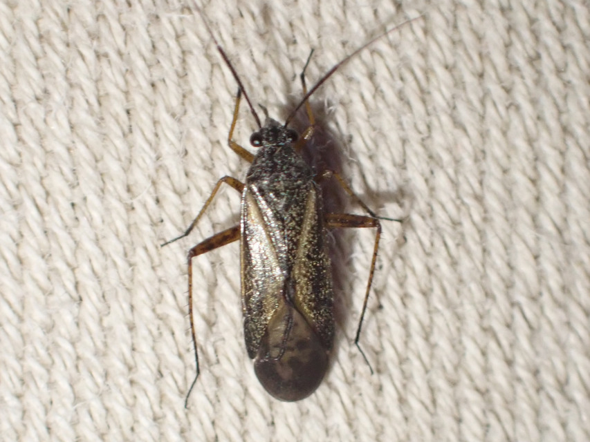 Orthocephalus saltator - szőrös ugrópoloska
