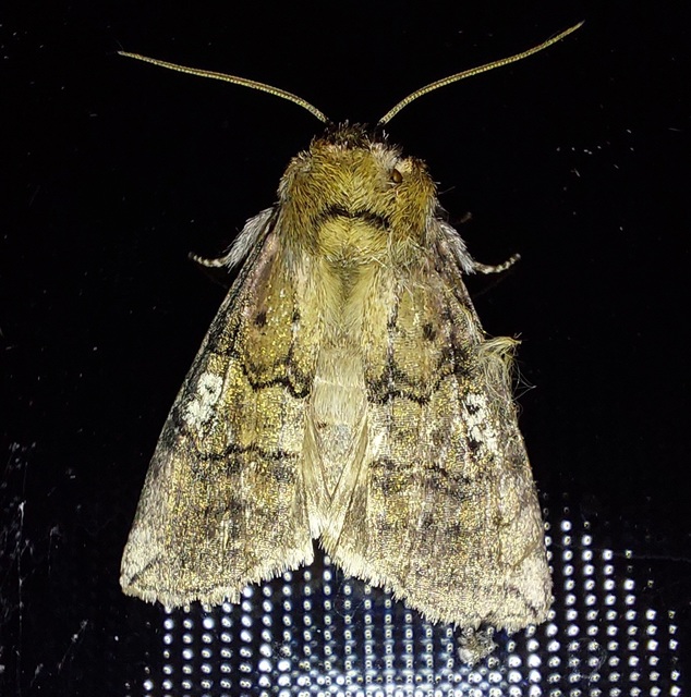 pápaszemes pihésszövő - Tethea ocularis