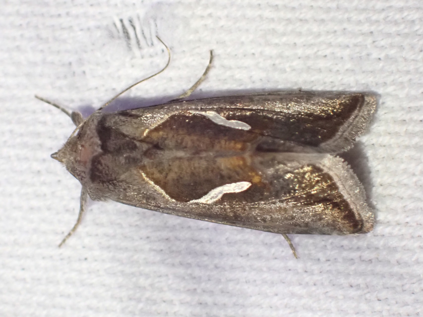 cseppfoltos ezüstbagoly - Macdunnoughia confusa