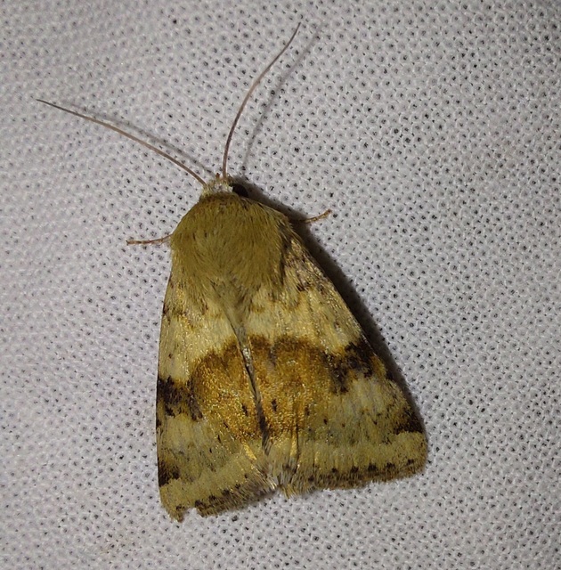 Heliothis viriplaca - mácsonyabagoly
