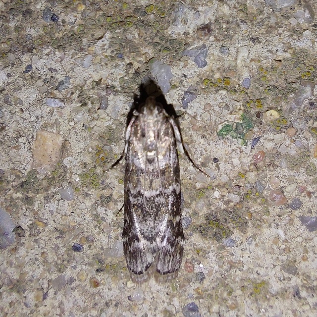 Dioryctria