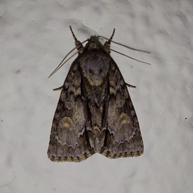 kis szigonyosbagoly - Acronicta strigosa