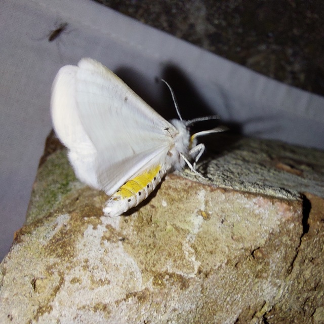 tejszínű medvelepke - Spilosoma lubricipedum