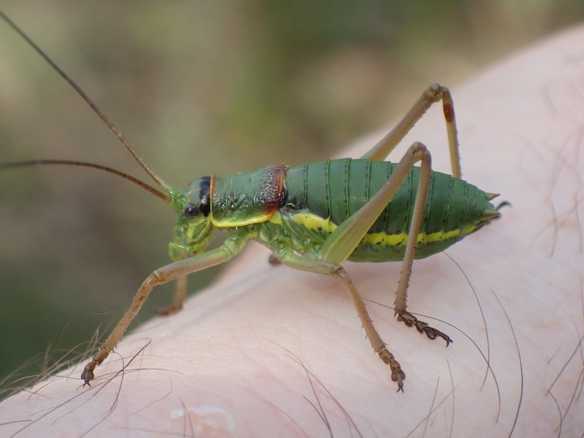 Ephippiger ephippiger - nyergesszöcske