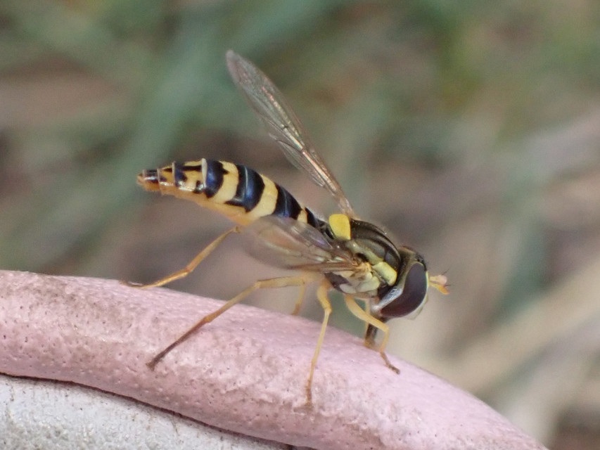 Sphaerophoria
