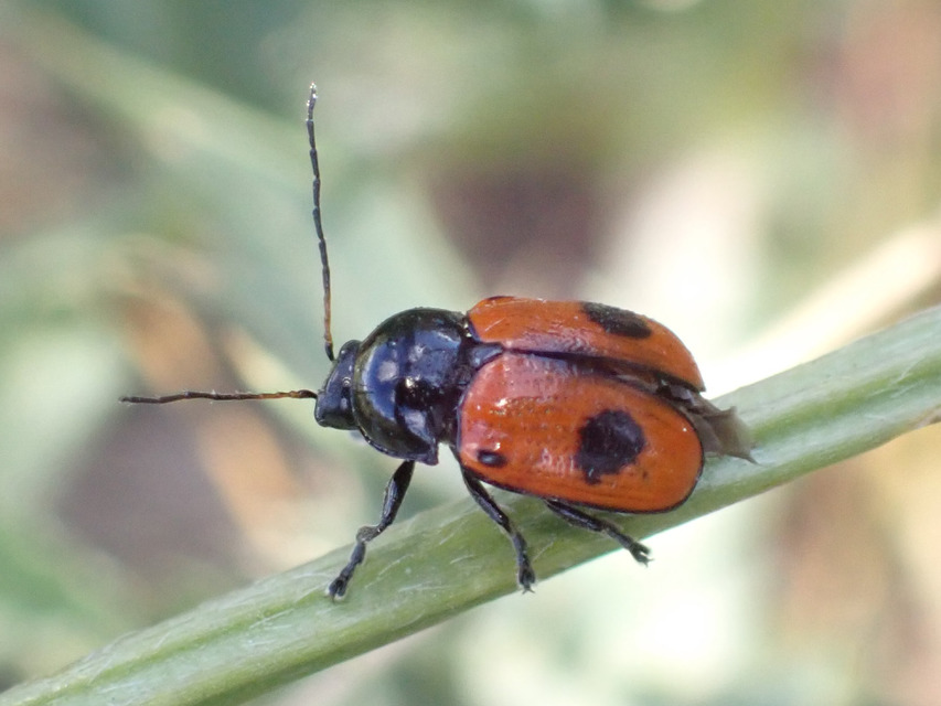 Cryptocephalus bipunctatus - kétpettyes zömökbogár